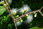 <i>Syzygium samarangense</i> (Blume) Merr. & L.M.Perry (Myrtaceae) - Java apple; distribution: NE-India to Vanuatu - photo: Wolfgang Stuppy; ©RUB