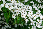 <b>Cornus kousa</i> subsp. <i>chinensis</i> (Osborn) Q.Y. Xiang (Cornaceae) - Chinese dogwood; distribution: China - photo: Wolfgang Stuppy; ©RUB