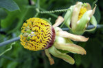 <i>Passiflora cirrhiflora</i> Juss. (Passifloraceae); distribution: N-South America - photo: Wolfgang Stuppy; ©RUB