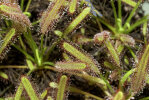 <i>Drosera capensis</i> L. (Droseraceae) - Cape sundew; distribution: southern Cape Province, South Africa - photo: Wolfgang Stuppy; ©RUB