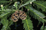 <i>Sequoia sempervirens</i> (D.Don) Endl. (Cupressaceae) - coast redwood, California redwood; distribution: SW-Oregon to W-California - photo: Wolfgang Stuppy; ©RUB