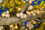 <i>Ginkgo biloba</i> L. (Ginkgoaceae) - ginkgo, maidenhair tree, mature seeds; distribution: China - photo: Wolfgang Stuppy; ©RUB