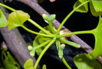 <i>Ginkgo biloba</i> L. (Ginkgoaceae) - ginkgo, maidenhair tree, female ovules; distribution: China - photo: Wolfgang Stuppy; ©RUB