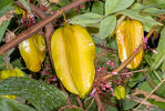 <i>Averrhoa carambola</i> L. (Oxalidaceae) - star fruit; distribution: Indonesia (Java, Maluku, Sulawesi) - photo: Wolfgang Stuppy; ©RUB