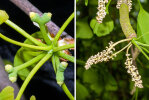 <i>Ginkgo biloba</i> L. (Ginkgoaceae) - ginkgo, maidenhair tree, female ovules and male cones; distribution: China - photo: Wolfgang Stuppy; ©RUB