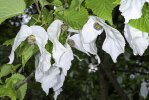 <i>Davidia involucrata</i> (N.E.Br.) Baill. (Nyssaceae) - handkerchief tree; distribution: China - photo: Wolfgang Stuppy; ©RUB