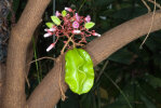 <i>Averrhoa carambola</i> L. (Oxalidaceae) - star fruit; distribution: Indonesia (Java, Maluku, Sulawesi) - photo: Wolfgang Stuppy; ©RUB