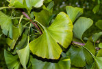 <i>Ginkgo biloba</i> L. (Ginkgoaceae) - ginkgo, maidenhair tree; distribution: China - photo: Wolfgang Stuppy; ©RUB