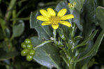 <i>Chrysanthemoides monilifera</i> L. (Asteraceae) - tick berry; distribution: South Africa to Mozambique & Zimbabwe - photo: Wolfgang Stuppy; ©RUB