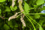 <i>Ginkgo biloba</i> L. (Ginkgoaceae) - ginkgo, maidenhair tree, male cones; distribution: China - photo: Wolfgang Stuppy; ©RUB