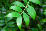 <i>Nageia nagi</i> (Thunb.) Kuntze (Podocarpaceae) - Asian bayberry; distribution: SE-China to Hainan, Japan (Kyushu) to Taiwan - photo: Wolfgang Stuppy; ©RUB