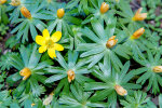 <i>Eranthis hyemalis</i> (L.) Salisb. (Ranunculaceae) - winter aconite; distribution: SO-France to Bulgaria, introduced in Germany - photo: Wolfgang Stuppy; ©RUB