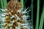 <i>Xanthorrhoea australis</i> R.Br. (Asphodelaceae) - grass tree or austral grasstree; distribution: SE-Australia - photo: Wolfgang Stuppy; ©RUB