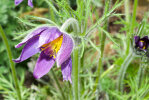 <i>Pulsatilla vulgaris</i> Mill. (Ranunculaceae) - pasqueflower; distribution: Europe - photo: Wolfgang Stuppy; ©RUB