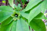 <i>Deherainia smaragdina</i> (Planch. ex Linden) Decne. (Primulaceae) - emerald vine, male flowering phase with stamens closely packed together; distribution: S-Mexico to Honduras - photo: Wolfgang Stuppy; ©RUB