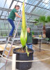 <i>Amorphophallus titanum</i> (Becc.) Becc. (Araceae) - titan arum prior to flowering in September 2017; distribution: Sumatra (Indonesia) - photo: Wolfgang Stuppy; ©RUB