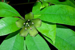 <i>Deherainia smaragdina</i> (Planch. ex Linden) Decne. (Primulaceae) - emerald vine, female flowering phase with stamens spread apart; distribution: S-Mexico to Honduras - photo: Wolfgang Stuppy; ©RUB