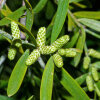 <i>Afrocarpus falcatus</i> (Thunb.) C.N.Page (Podocarpaceae) - common yellowwood, male cones; distribution: Malawi to South Africa - photo: Wolfgang Stuppy; ©RUB