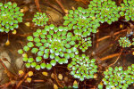 <i>Ludwigia sedioides</i> (Bonpl.) H.Hara (Onagraceae) - mosaic flower; distribution: S-Mexico to trop. South America - photo: Wolfgang Stuppy; ©RUB