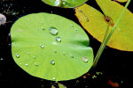 <i>Nelumbo nucifera</i> Gaertn. (Nelumbonaceae) - sacred lotos, leaf showing lotos effect; Distribution: Asia, Australia - photo: Wolfgang Stuppy; ©RUB