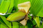 <i>Musa basjoo</i> Siebold & Zucc. ex Iinuma (Musaceae) - Japanische banana; distribution: S-China - photo: Wolfgang Stuppy; ©RUB