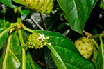 <i>Morinda citrifolia</i> L. (Rubiaceae) - Indian mulberry, noni, vomit fruit; distribution: SE-Asia to Australia - photo: Wolfgang Stuppy; ©RUB