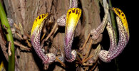 <i>Aristolochia cauliflora</i> Ule (Aristolochiaceae); distribution: Peru - photo: Wolfgang Stuppy; ©RUB