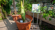 <i>Amorphophallus titanum</i> (Becc.) Becc. (Araceae) - titan arum, 21.06.2023; distribution: Sumatra (Indonesia) - photo: Wolfgang Stuppy; ©RUB