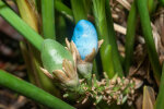 <i>Peliosanthes teta</i> Andrews (Asparagaceae); distribution: Sikkim to S-China & West-Malesia - photo: Wolfgang Stuppy; ©RUB