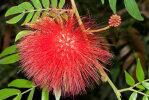 <i>Calliandra haematocephala</i> Hassk. (Fabaceae) - red powder puff; distribution: Bolivia - photo: Wolfgang Stuppy; ©RUB