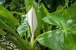 <i>Typhonodorum lindleyanum</i> Schott (Araceae) - water banana; distribution: Tanzania (Pembar, Zanzibar), Madagascar, Comores, Réunion & Mauritius - photo: Wolfgang Stuppy; ©RUB