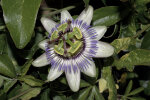 <i>Passiflora caerulea</i> L. (Passifloraceae) - blue passionflower; distribution: South America - photo: Wolfgang Stuppy; ©RUB