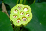 <i>Nelumbo nucifera</i> Gaertn. (Nelumbonaceae) - sacred lotus, fruit; Distribution: Asia, Australia - photo: Wolfgang Stuppy; ©RUB