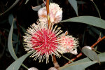 <i>Hakea laurina</i> R.Br. (Proteaceae) - pin-cushion hakea; distribution: endemic to Western Australia - photo: Wolfgang Stuppy; ©RUB