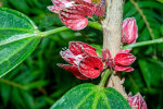 <i>Pavonia strictiflora</i> (Hook.) G.L.Esteves (Syn. <i>Goethea strictiflora</i> Hook., Malvaceae) - goétea (Span.); distribution: NE-Brazil - photo: Wolfgang Stuppy; ©RUB