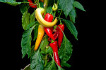 <i>Capsicum annuum</i> L. (Solanaceae) - chili; distribution: originally from central and South America - photo: Wolfgang Stuppy; ©RUB