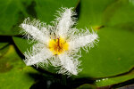 <i>Nymphoides humboldtiana</i> (Kunth) Kuntze (Menyanthaceae) - Humboldt's floating-heart; distribution: trop. to subtr. America - photo: Wolfgang Stuppy; ©RUB