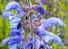 <i>Salvia pratensis</i> (Lamiaceae) - meadow clary, meadow sage; distribution: Europe - photo: Wolfgang Stuppy; ©RUB