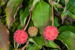 <b>Cornus kousa</i> subsp. <i>chinensis</i> (Osborn) Q.Y. Xiang (Cornaceae) - Chinese dogwood, fruits; distribution: China - photo: Wolfgang Stuppy; ©RUB