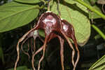 <i>Aristolochia tricaudata</i> Lem. (Aristolochiaceae); distribution: tropical forests of S-Mexico (Oaxaca, Chiapas) - photo: Wolfgang Stuppy; ©RUB