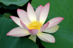 <i>Nelumbo nucifera</i> Gaertn. (Nelumbonaceae) - sacred lotus; Distribution: Asia, Australia - photo: Wolfgang Stuppy; ©RUB