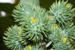 <i>Ricinus communis</i> L. (Euphorbiaceae) - castor bean, immature fruits; distribution: NE-Africa - photo: Wolfgang Stuppy; ©RUB