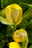 <i>Lysichiton americanus</i> Hultén & H.St.John (Araceae) - yellow skunk cabbage, American skunk cabbage; distribution: Alaska to W-USA - photo: Wolfgang Stuppy; ©RUB