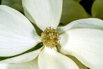 <b>Cornus kousa</i> subsp. <i>chinensis</i> (Osborn) Q.Y. Xiang (Cornaceae) - Chinese dogwood; distribution: China - photo: Wolfgang Stuppy; ©RUB