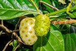 <i>Morinda citrifolia</i> L. (Rubiaceae) - Indian mulberry, noni, vomit fruit; distribution: SE-Asia to Australia - photo: Wolfgang Stuppy; ©RUB