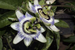 <i>Passiflora caerulea</i> L. (Passifloraceae) - blue passionflower; distribution: South America - photo: Wolfgang Stuppy; ©RUB