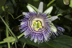 <i>Passiflora ligularis</i> Juss. (Passifloraceae) - sweet granadilla; distribution: NE-South America - photo: Wolfgang Stuppy; ©RUB