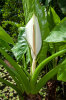 <i>Typhonodorum lindleyanum</i> Schott (Araceae) - water banana; distribution: Tanzania (Pembar, Zanzibar), Madagascar, Comores, Réunion & Mauritius - photo: Wolfgang Stuppy; ©RUB