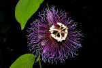 <i>Passiflora serratifolia</i> L. (Passifloraceae); distribution: Mexico to Central America - photo: Wolfgang Stuppy; ©RUB