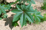 <i>Ricinus communis</i> L. (Euphorbiaceae) - castor bean; distribution: NE-Africa - photo: Wolfgang Stuppy; ©RUB